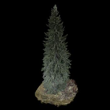 2026 US Capitol Christmas tree