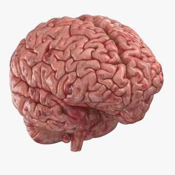 Brain Model
