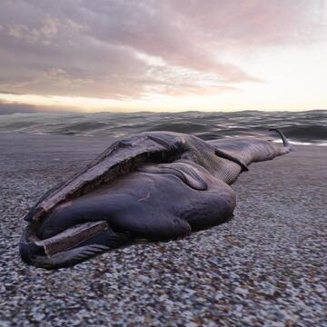 whale
