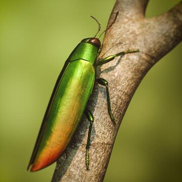 Jewel Beetle
